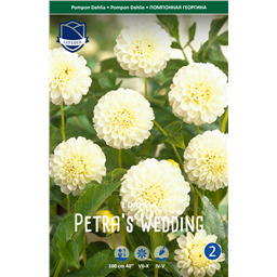 Георгина Петрас Веддинг