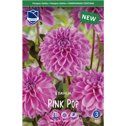 Георгина Пинк Поп