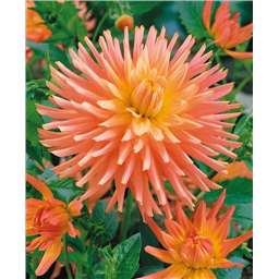 Георгина Преферанс