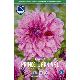 Георгина Принц Карнавал