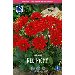 Георгина Ред Пигми