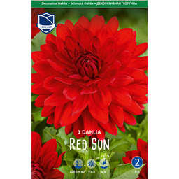 Георгина РедСан