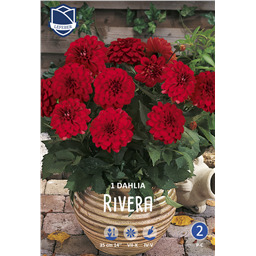 Георгина Ривера