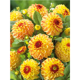 Георгина Санни Бой