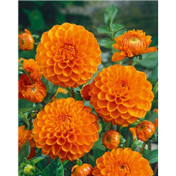 Георгина Сильвия