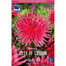 Георгина Сити оф Лейден