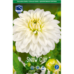 Георгина Сноу Кап