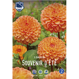 Георгина Сувенир Д'Ете