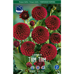 Георгина Там Там