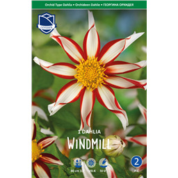 Георгина Вайндмилл