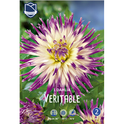 Георгина Веритабль