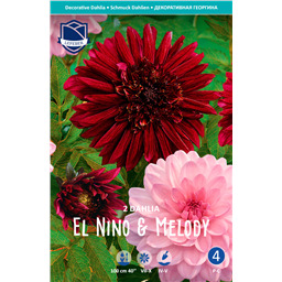 Георгины El Nino & Melody