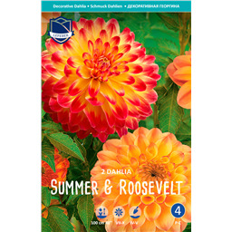 Георгины S.of Summer & Roosevelts Ch.