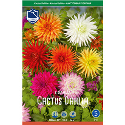 Георгины Смесь Кактусовидных