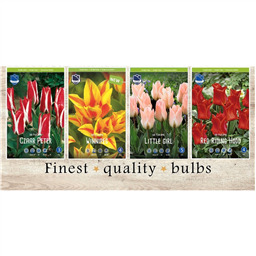 GRT-115 Тюльпаны Грейга (4x75шт.)11/12