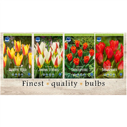 KMT-115 Тюльпаны Кауфмана (4x75шт.)11/12