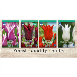 LFT-215 Тюльпаны Лилиецветные(4x50шт.)12/+