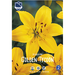 Лилия Голден Тайкун