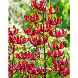 Лилия Клод Шрайд мартагон