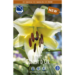 Лилия Конка Д'Ор