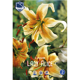 Лилия Леди Элис