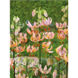 Лилия Манитоба Монинг мартагон