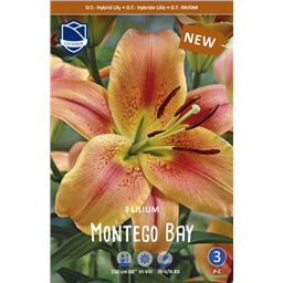 Лилия Монтего Бэй