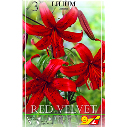 Лилия Рэд Велвет