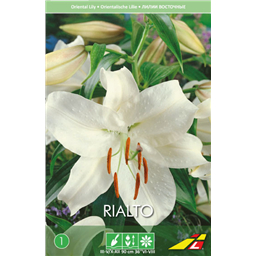 Лилия Риалто