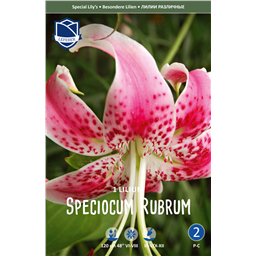 Лилия Рубрум