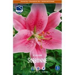 Лилия Сорбонна