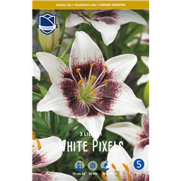 Лилия Вайт Пиксел