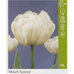 Маунт Такома