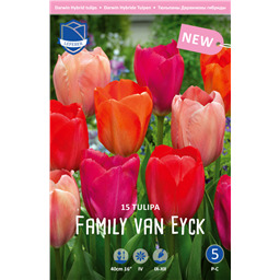 Микс Тюльпанов Фемели Ван Эйк