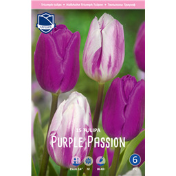 Микс Тюльпанов Парпл Пешн