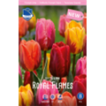 Микс Тюльпанов Роял Фламенс