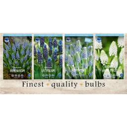 MIS-815 Мускари(4x150шт.)7/8