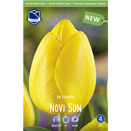 Тюльпан Нови Сан
