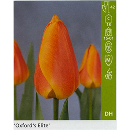 Оксфорд Элит