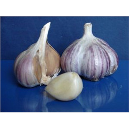 Озимый чеснок Комсомолец