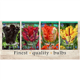 PRT-115 Тюльпаны Попугайные(4x75шт.)11/12