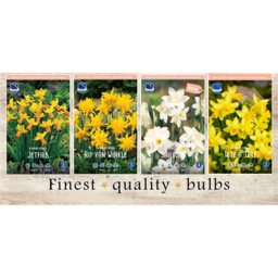 RON-015 Нарциссы Ботанические(4x75шт.)10/+