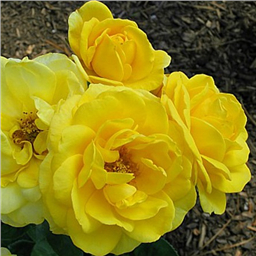 Роза Оллголд / Rosa Allgold