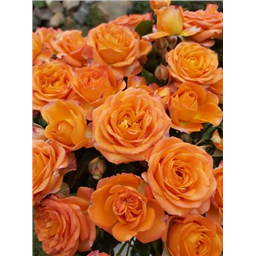 Роза Бейби Спрей / Rosa Baby Spray