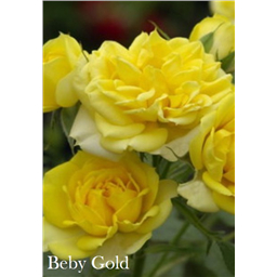 Роза Бэби Голд / Rosa Babygold