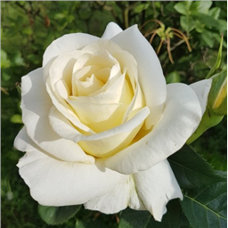 Роза Бьянка / Rosa Bianca