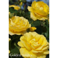 Роза Голден Смайлс / Rosa Golden Smiles
