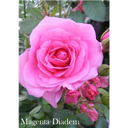 Роза Маджента Диадем / Rosa Magenta Diadem
