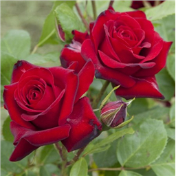 Роза Матиас Рекс / Rosa Mathias Rex