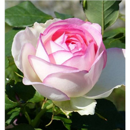 Роза Нубиль / Rosa Nubile